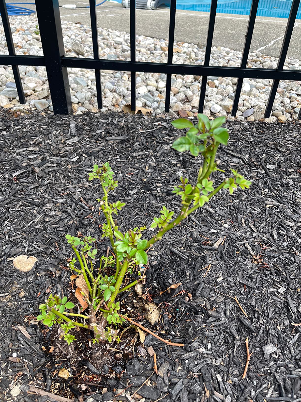 I Must Garden Rabbit Repellent: Mint Scent Rabbit Spray for Plants & Lawns - 32 oz. Ready to Use - Customer Photo 2