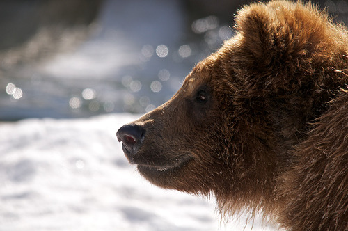 Sigma 150-500mm f/5-6.3 AF APO DG OS HSM Telephoto Zoom Lens for Nikon Digital SLR Cameras Customer Review Sigma 150-500mm f/5-6.3 AF APO DG OS HSM Telephoto Zoom Lens for Nikon Digital SLR Cameras - Customer Photo 1