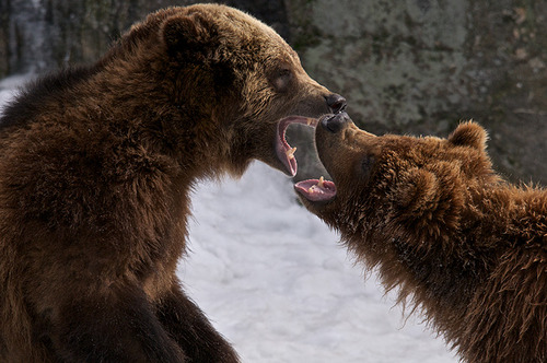 Sigma 150-500mm f/5-6.3 AF APO DG OS HSM Telephoto Zoom Lens for Nikon Digital SLR Cameras Customer Review Sigma 150-500mm f/5-6.3 AF APO DG OS HSM Telephoto Zoom Lens for Nikon Digital SLR Cameras - Customer Photo 2