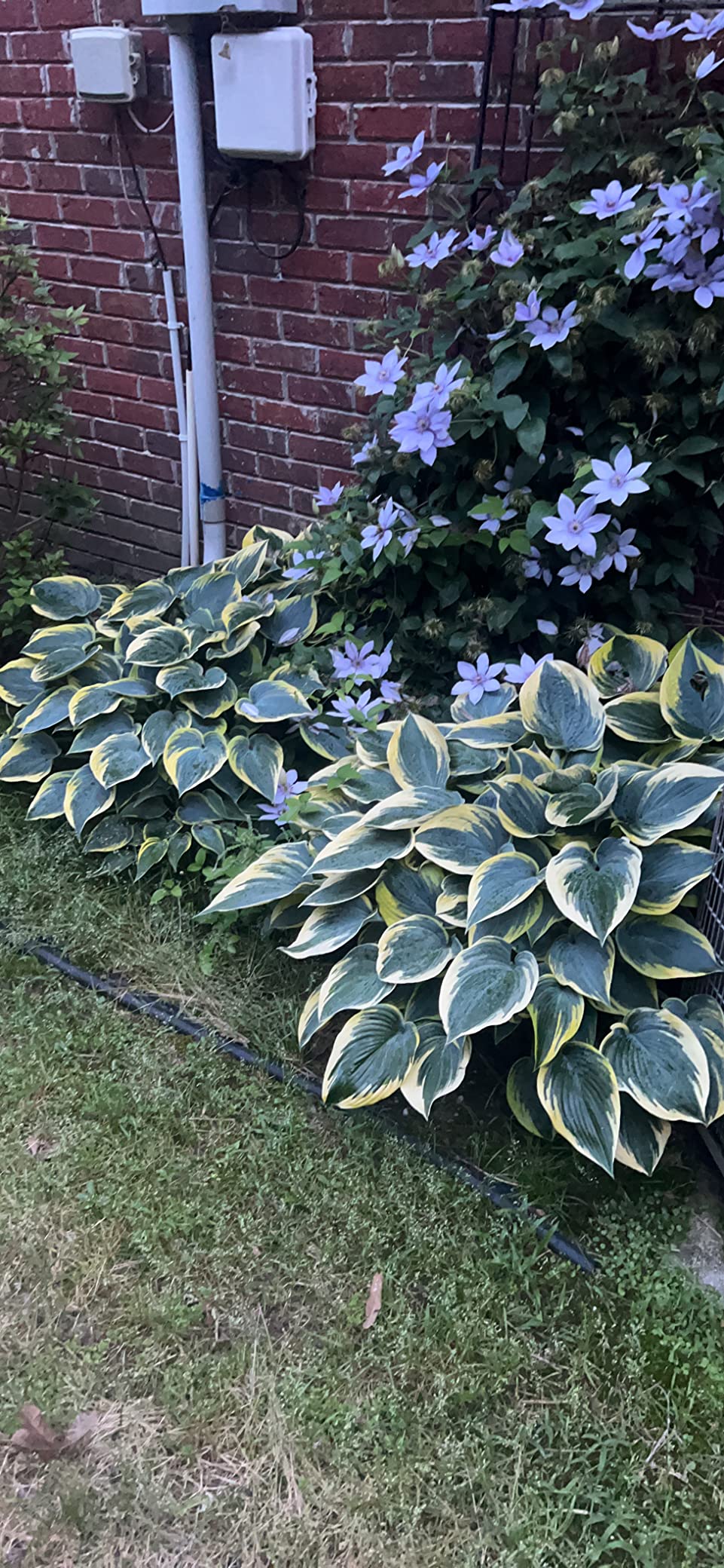 Enviro Pro 1006 Deer Scram Repellent Granular White Pail, 5.75 Pounds, (Packaging May Vary) - Customer Photo 2