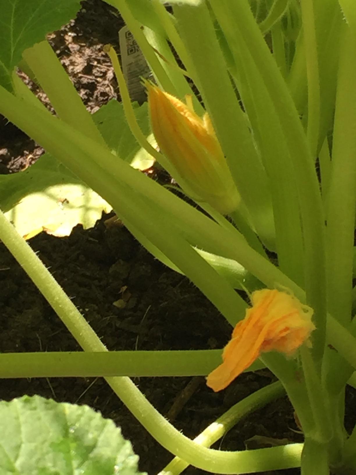 Safer 5118-6 Insect Killing Soap Concentrate - Insecticidal Soap for Plants - Kills Aphids, Whiteflies, Thrips, Spider Mites, and More - OMRI Listed for Organic Use - Customer Photo 3