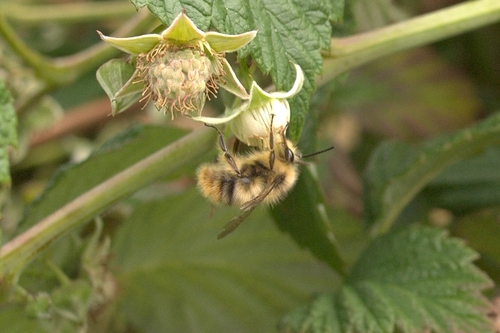 Panasonic Lumix G H-H020 20mm f/1.7 Aspherical Pancake Lens for Micro Four Thirds Interchangeable Digital SLR Cameras - Customer Photo 4