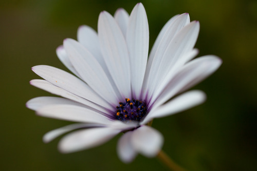 Canon EF 100mm f/2.8L IS USM Macro Lens for Canon Digital SLR Cameras, Lens Only - Customer Photo 1