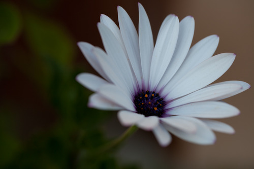 Canon EF 100mm f/2.8L IS USM Macro Lens for Canon Digital SLR Cameras, Lens Only - Customer Photo 2