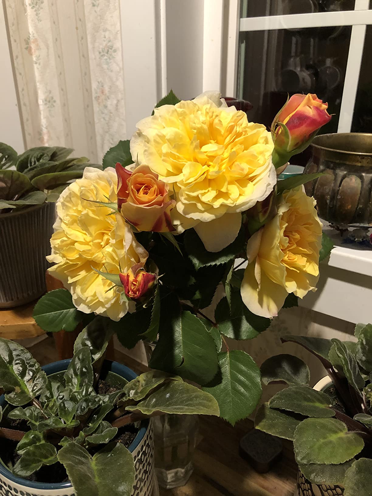 I Must Garden Deer Repellent: Mint Scent Deer Spray for Gardens & Plants - Natural Ingredients - 32oz Ready to Use - Customer Photo 1