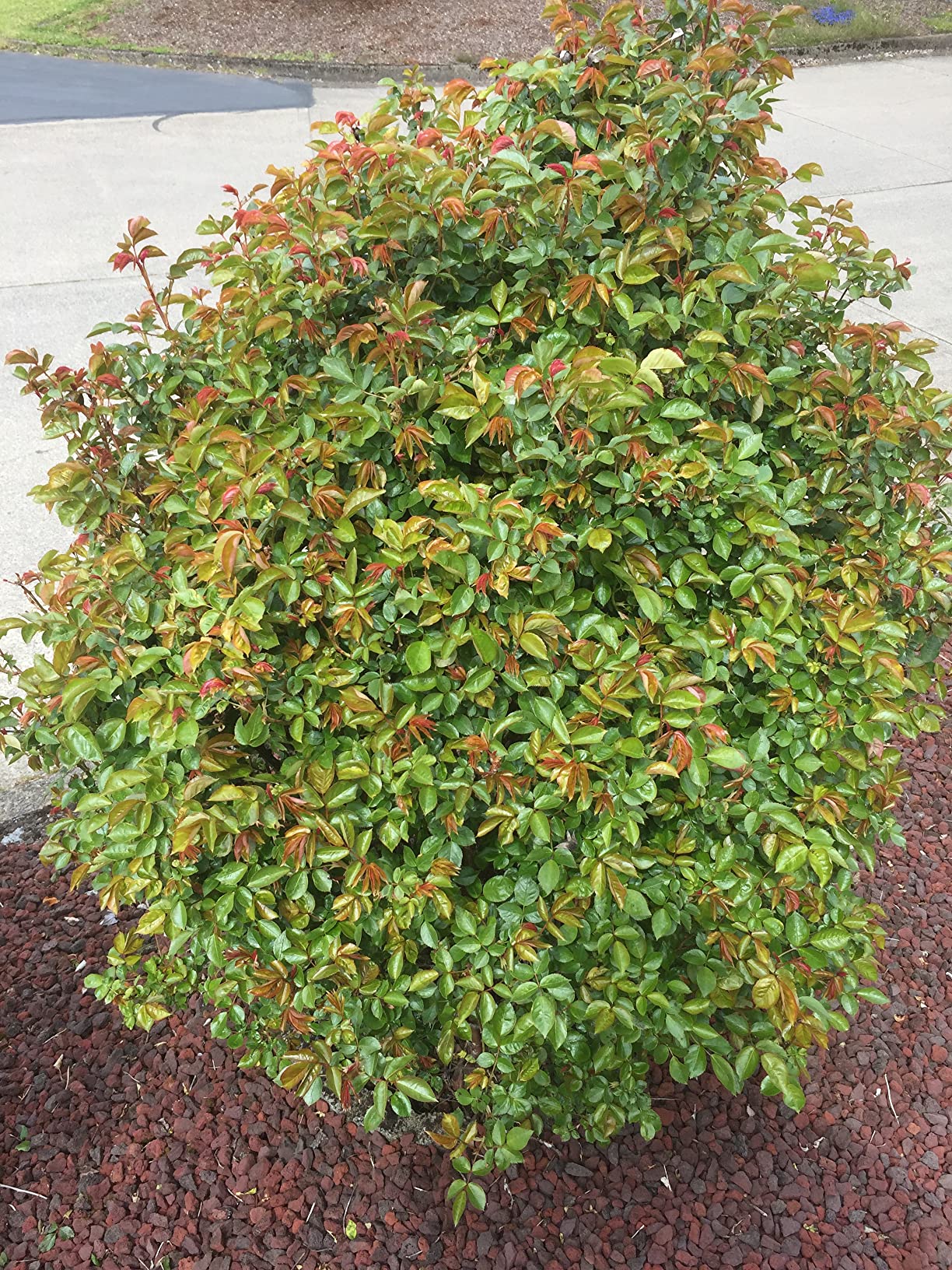 I Must Garden Deer Repellent: Mint Scent Deer Spray for Gardens & Plants - Natural Ingredients - 32oz Ready to Use - Customer Photo 2