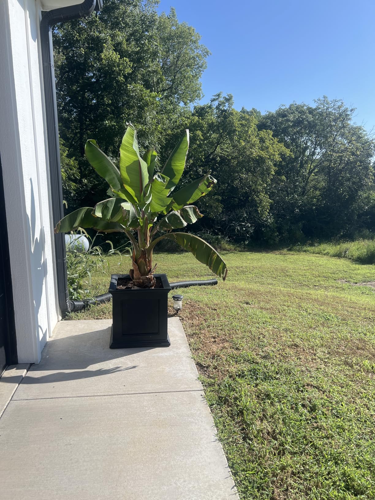 Mayne Fairfield 20-Inch Square Planter – Self-Watering, Weather-Resistant Planter for Flowers – Durable Outdoor Design for Patio, Porch, or Entryway Customer Review Mayne Fairfield 20-Inch Square Planter – Self-Watering, Weather-Resistant Planter for Flowers – Durable Outdoor Design for Patio, Porch, or Entryway - Customer Photo 1