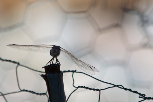 Nikon AF-S DX NIKKOR 55-300mm f/4.5-5.6G ED Vibration Reduction Zoom Lens with Auto Focus for Nikon DSLR Cameras - Customer Photo 1