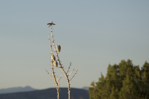 Nikon AF-S DX NIKKOR 55-300mm f/4.5-5.6G ED Vibration Reduction Zoom Lens with Auto Focus for Nikon DSLR Cameras - Customer Photo 2