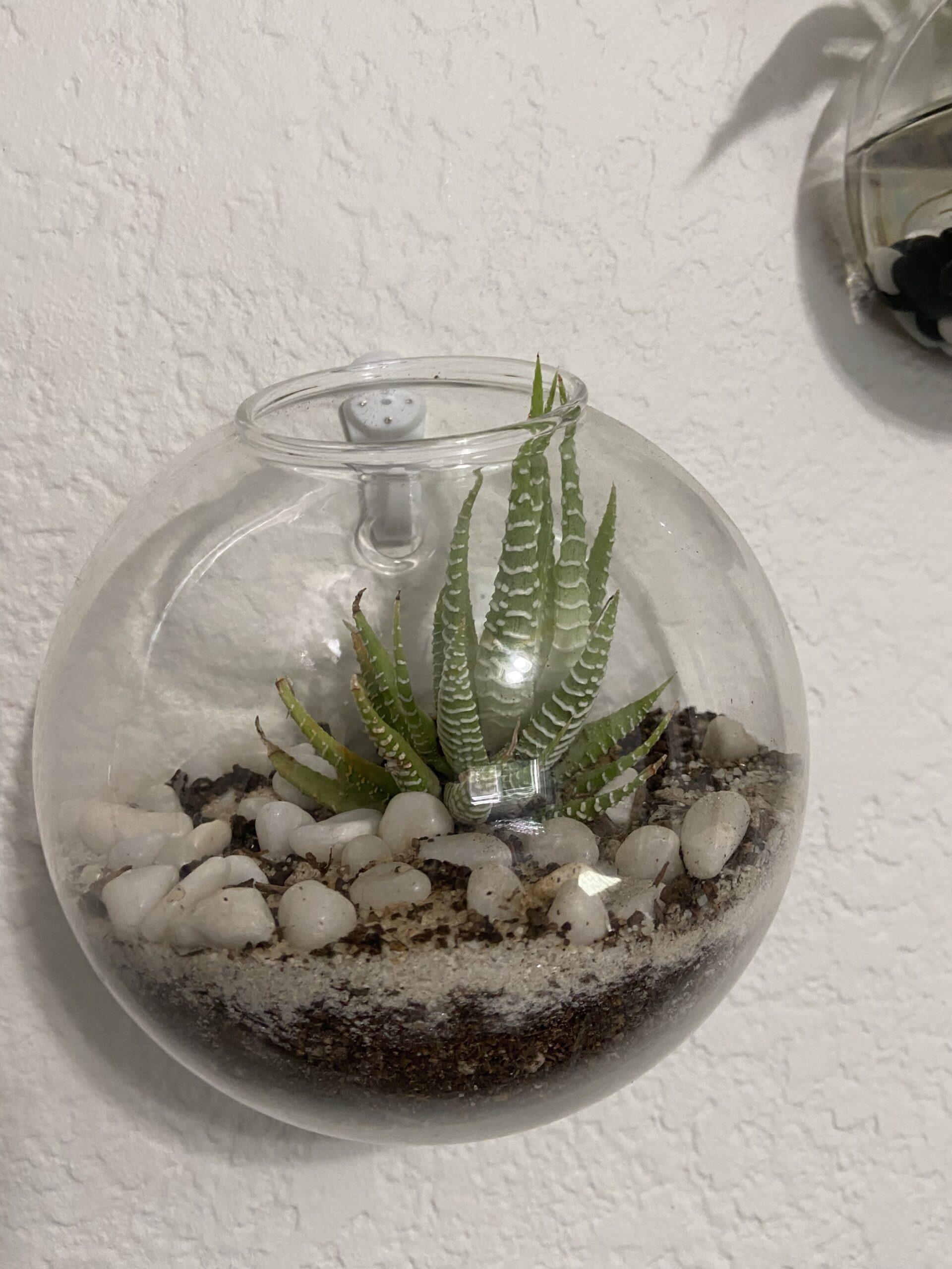 Japanese Long Spout Watering Can for houseplant Ornamental Plants Succulents Cactus Horticulture Made in Japan, 850 ml - Customer Photo 1