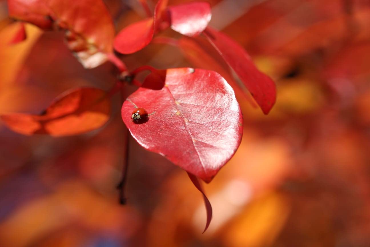 Sigma 105mm F2.8 EX DG OS HSM Macro Lens for Canon SLR Camera - Customer Photo 1