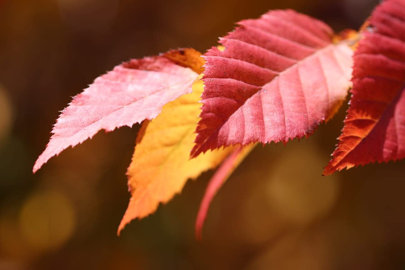 Sigma 105mm F2.8 EX DG OS HSM Macro Lens for Canon SLR Camera - Customer Photo 4