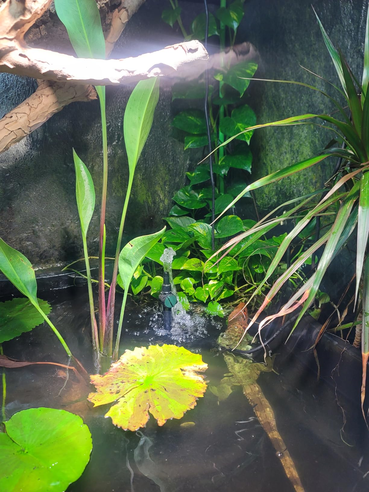 pond boss Medium Filter Kit with Pump for Ponds and Water Features Customer Review pond boss Medium Filter Kit with Pump for Ponds and Water Features - Customer Photo 1