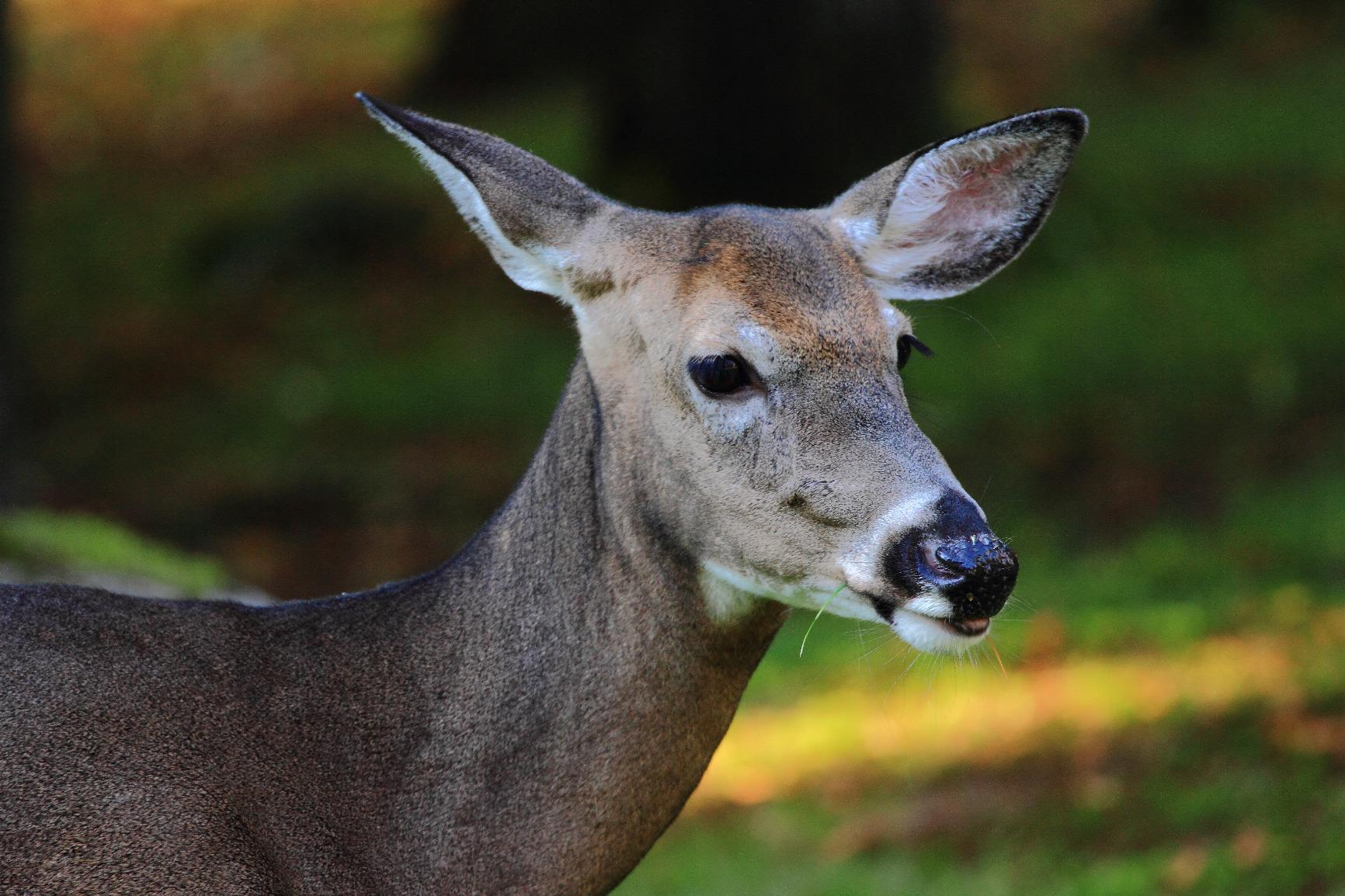 Canon EF 24-70mm f/2.8L II USM Standard Zoom Lens - Customer Photo 1