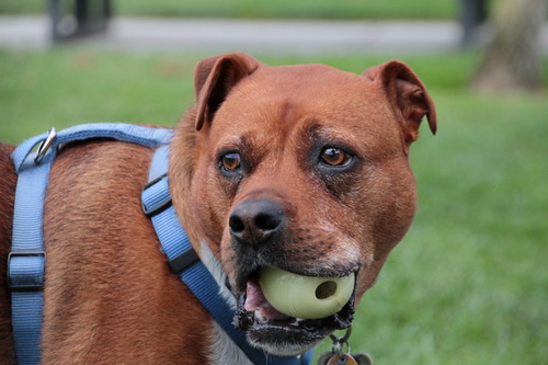 Sigma 18-250mm f3.5-6.3 DC MACRO OS HSM for Canon Digital SLR Cameras Customer Review Sigma 18-250mm f3.5-6.3 DC MACRO OS HSM for Canon Digital SLR Cameras - Customer Photo 2