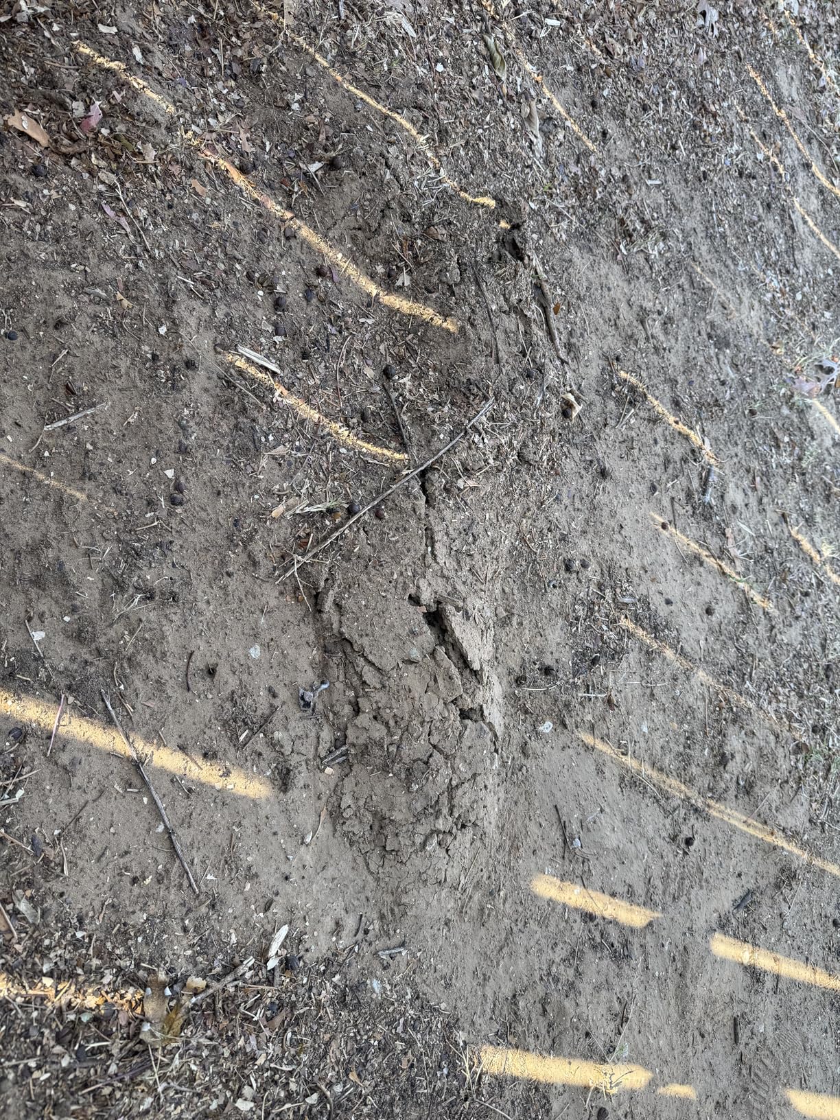 Tomcat Mole & Gopher Repellent Granules, Safe for Lawn and Garden, Formulated with Castor Oil, 4 lbs. - Customer Photo 2