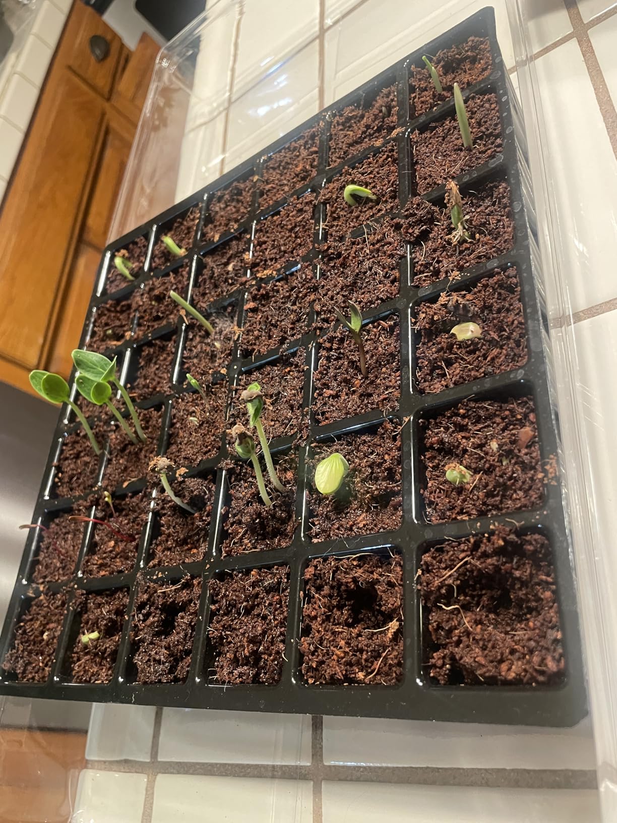 Burpee Greenhouse Indoor Starting Herbs, Flowers and Vegetables | Includes Dome, Watering, Seed Starter Tray, Coir Pellets | 10