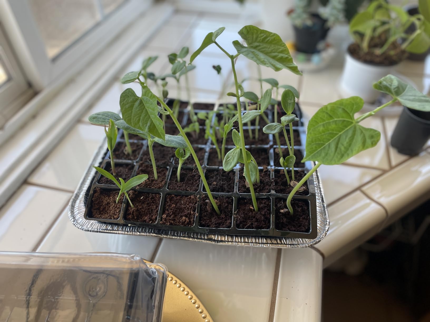 Burpee Greenhouse Indoor Starting Herbs, Flowers and Vegetables | Includes Dome, Watering, Seed Starter Tray, Coir Pellets | 10