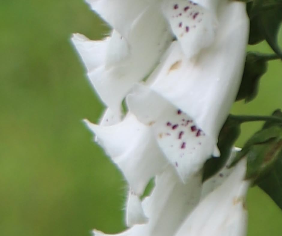 Canon EF 24-70mm f/4.0L IS USM Standard Zoom Lens Customer Review Canon EF 24-70mm f/4.0L IS USM Standard Zoom Lens - Customer Photo 2