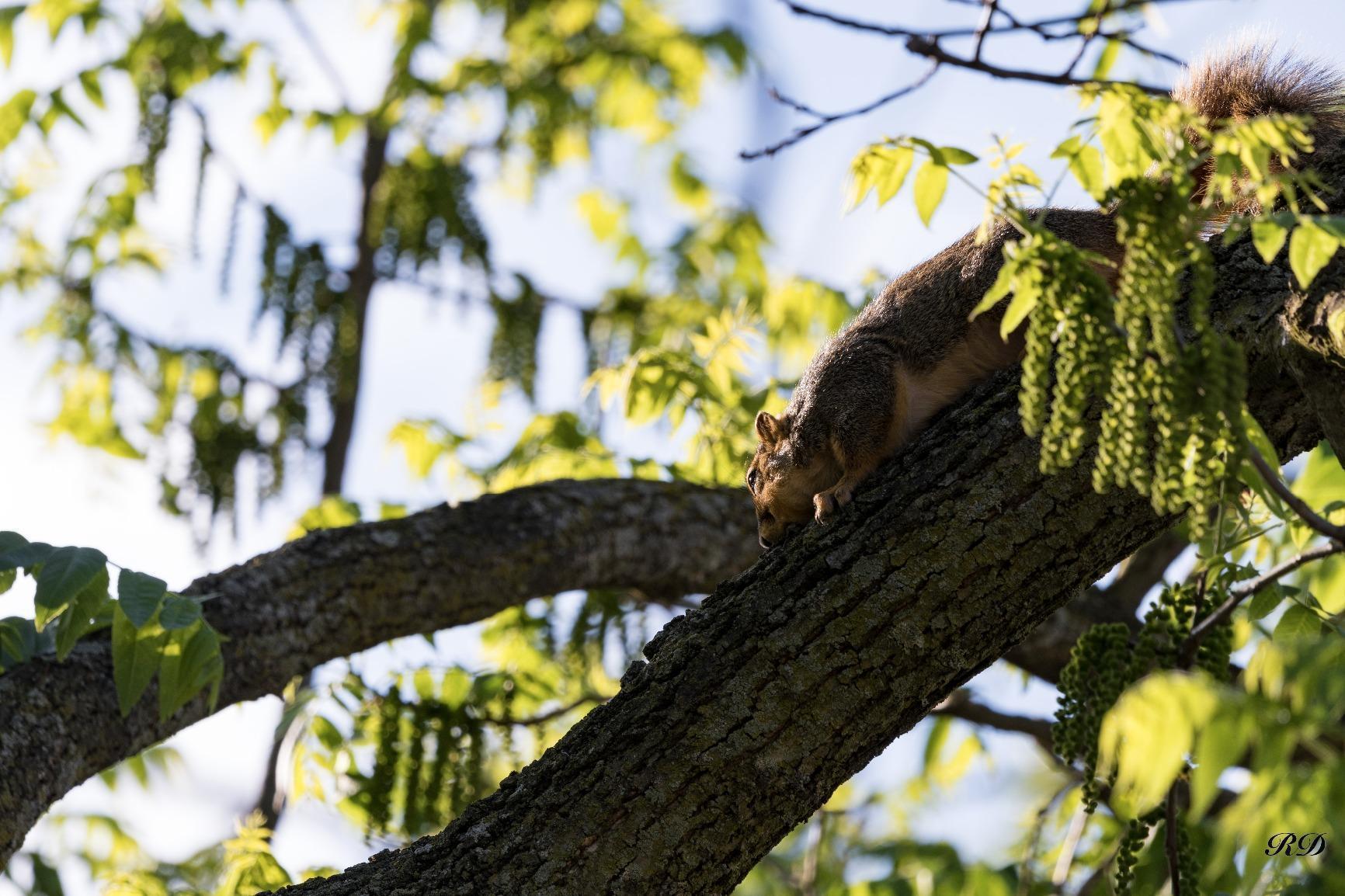 Sigma 35mm F1.4 Art DG HSM Lens for Canon, Black, 3.7 x 3.03 x 3.03 (340101) - Customer Photo 2