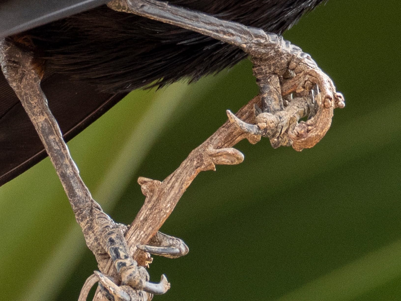 Olympus M.Zuiko Digital 75-300mm F4.8-6.7 for Micro Four Thirds System Camera, Compact Powerful Zoom Lens, Outdoor - Customer Photo 1