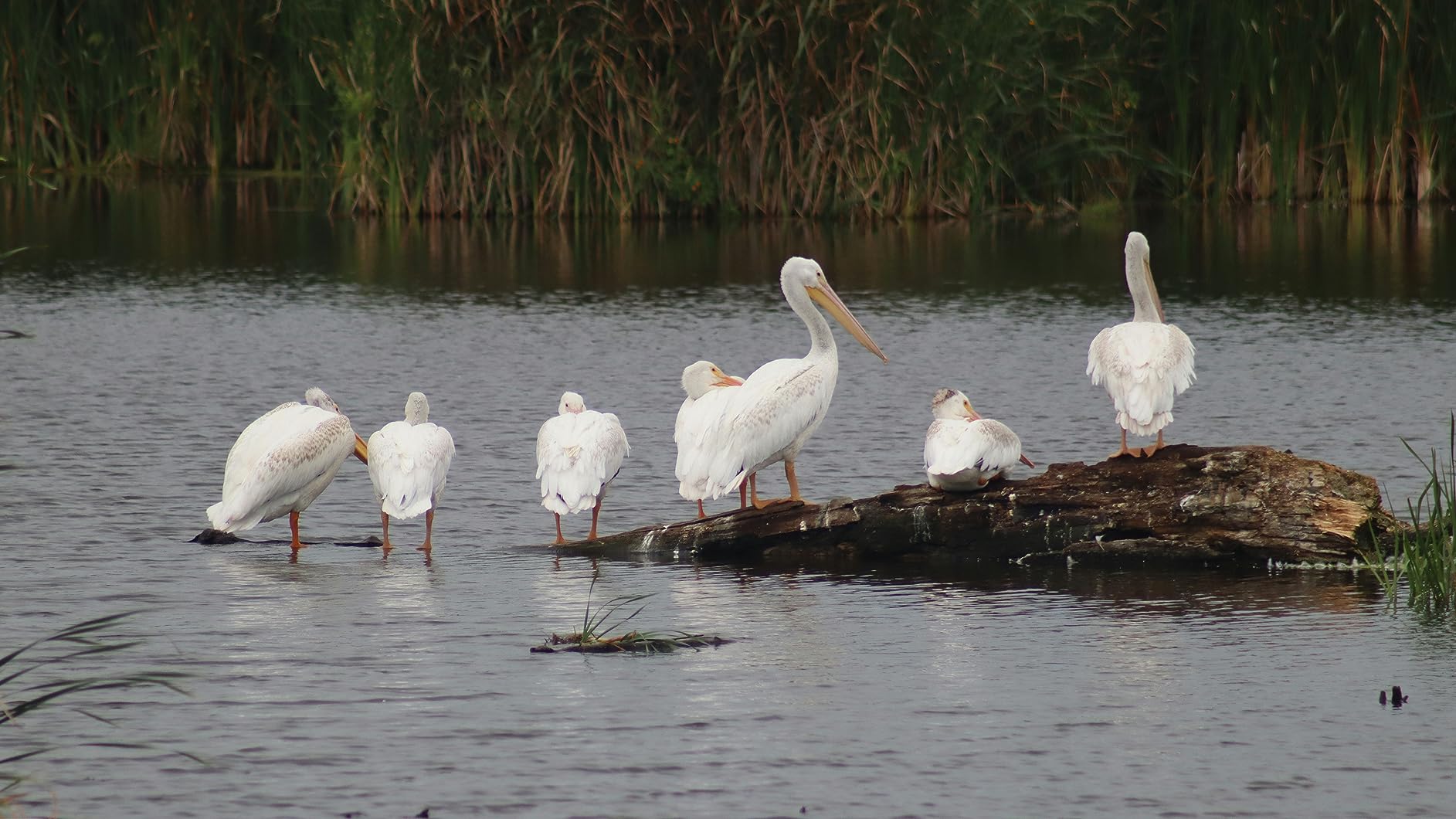 Canon EF 75-300mm F/4-5.6 III Telephoto Zoom Lens for Canon SLR Cameras - Customer Photo 1