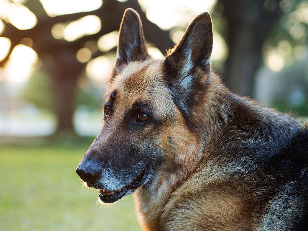 OM SYSTEM Olympus M.Zuiko Digital 45mm F1.8 Black for Micro Four Thirds System Camera, Compact Design, Beautiful Bokeh, Bright - Customer Photo 1