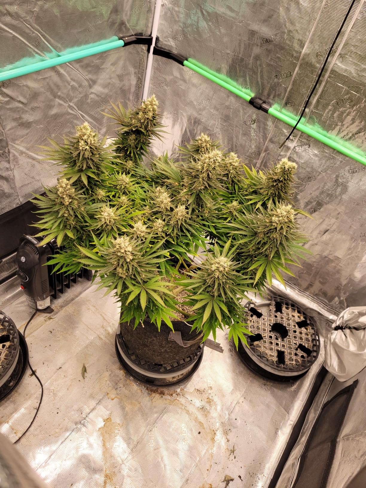 Bluelab PENSOILPH Soil pH Pen, Digital Meter and Water Test Kit, Also Used for Coco and Rockwool with Easy Calibration for Hydroponic System and Indoor Plant Grow, Clear customer photo 1