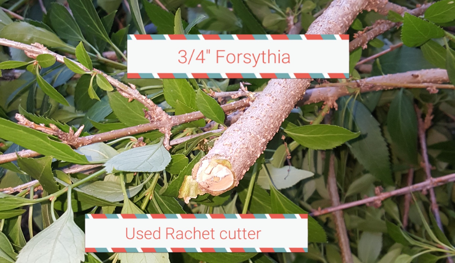 Ratchet Pruning Shears Gardening Tool - Anvil Pruner with Assisted Action - Ratcheting Pruners by The Gardener's Friend customer photo 1