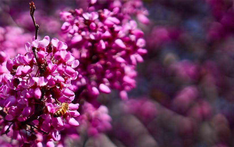 Sigma 18-35mm F1.8 Art DC HSM Lens for Canon - Customer Photo 2