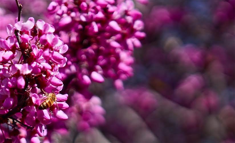 Sigma 18-35mm F1.8 Art DC HSM Lens for Canon, Black (210101) - Customer Photo 3