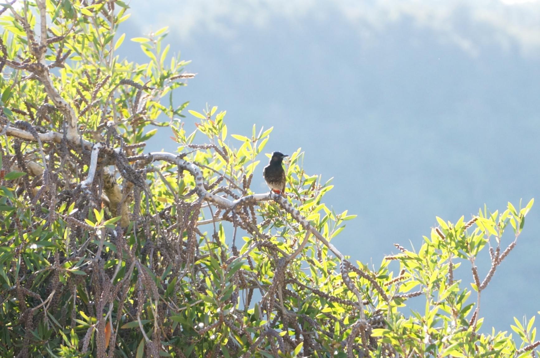 Sony SELP18105G E PZ 18-105mm F4 G OSS Power Zoom Lens Customer Review Sony SELP18105G E PZ 18-105mm F4 G OSS Power Zoom Lens - Customer Photo 2