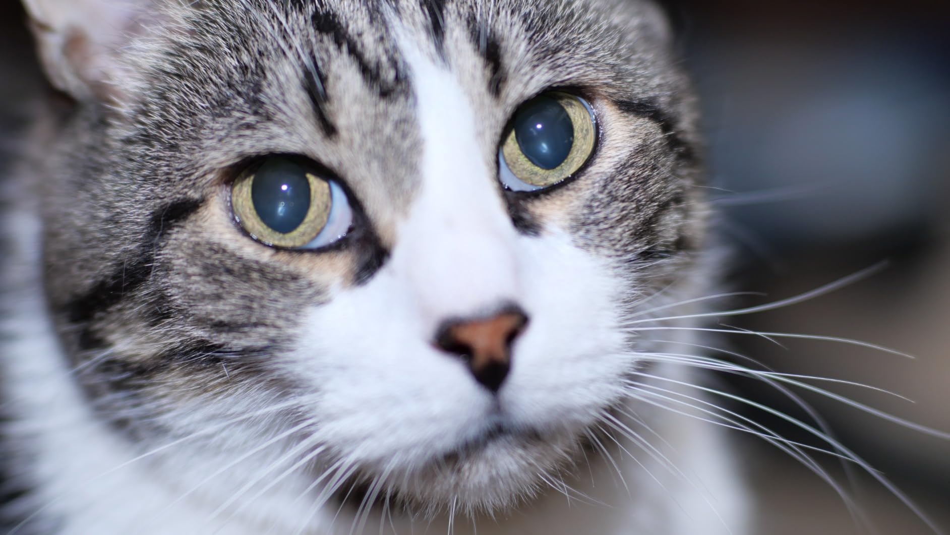 Powerextra Professional DF-400 Speedlite Camera Flash for Canon Nikon Pentax Samsung Fujifilm Olympus Panasonic Sigma Minolta Leica Ricoh DSLR Cameras and Digital Cameras with Single-Contact Hotshoe Customer Review Powerextra Professional DF-400 Speedlite Camera Flash for Canon Nikon Pentax Samsung Fujifilm Olympus Panasonic Sigma Minolta Leica Ricoh DSLR Cameras and Digital Cameras with Single-Contact Hotshoe - Customer Photo 2