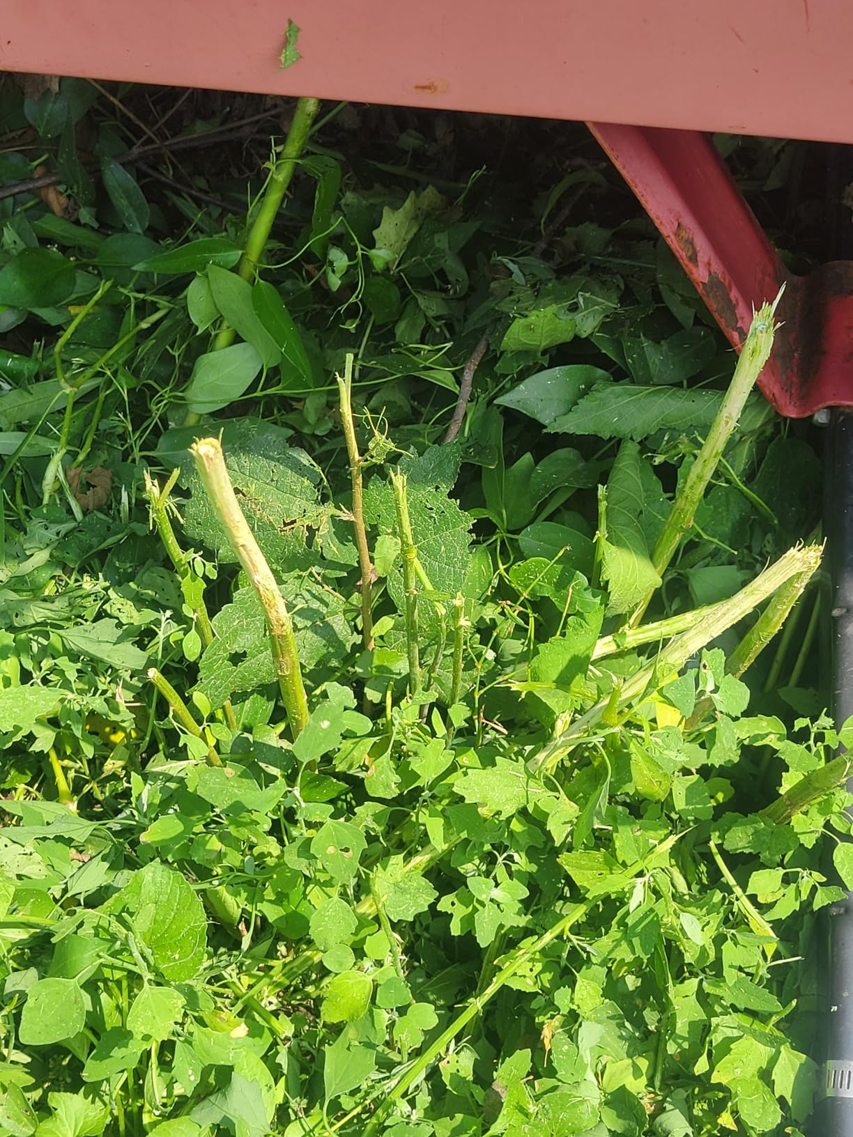 BLACK+DECKER 20V MAX String Trimmer and Edger 2 in 1, Cordless Weed Wacker with Auto Spool Feed, Battery and Charger Included, 12 Inch Steel Blade, Reduced Vibration (LST300) - Customer Photo 2