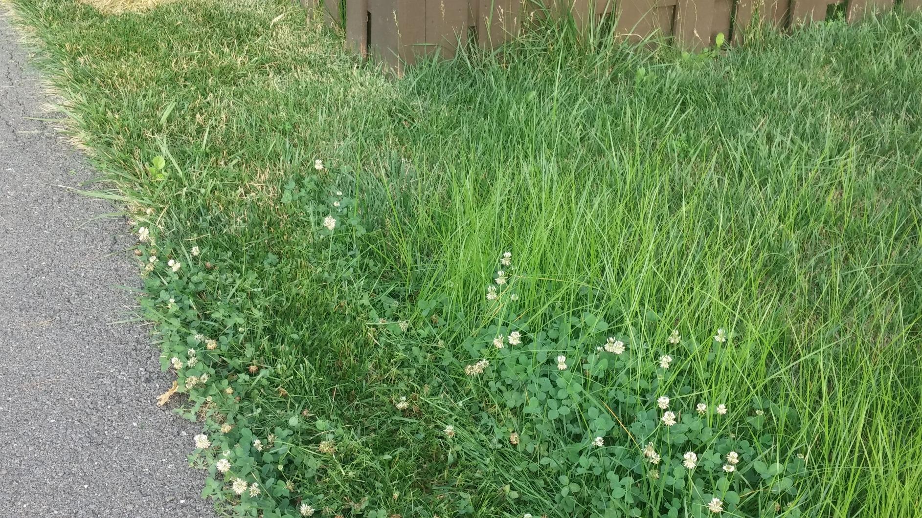 BLACK+DECKER Combination String Trimmer, Lawn Mower, and Edger, Cordless 3-in-1 (MTC220) Customer Review BLACK+DECKER Combination String Trimmer, Lawn Mower, and Edger, Cordless 3-in-1 (MTC220) - Customer Photo 1