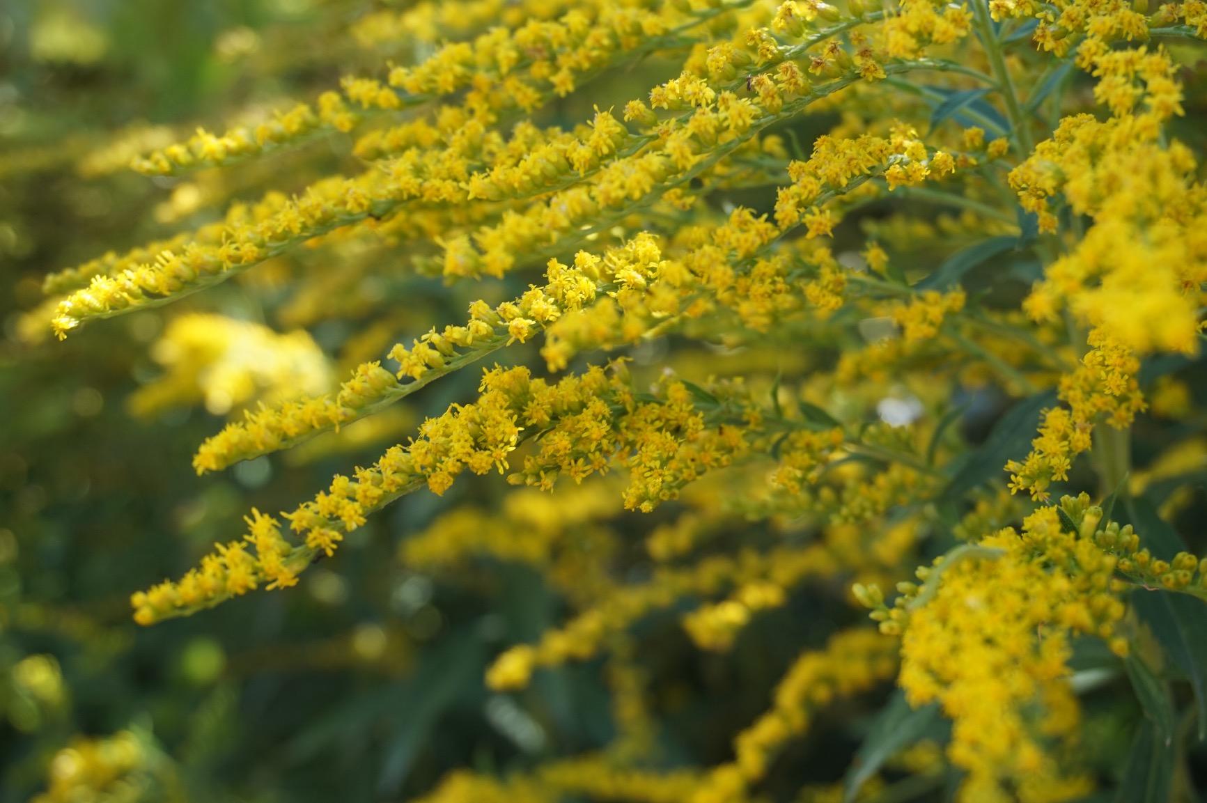 Sony Alpha a5000 Mirrorless Digital Camera with 16-50mm OSS Lens (White) - Customer Photo 2