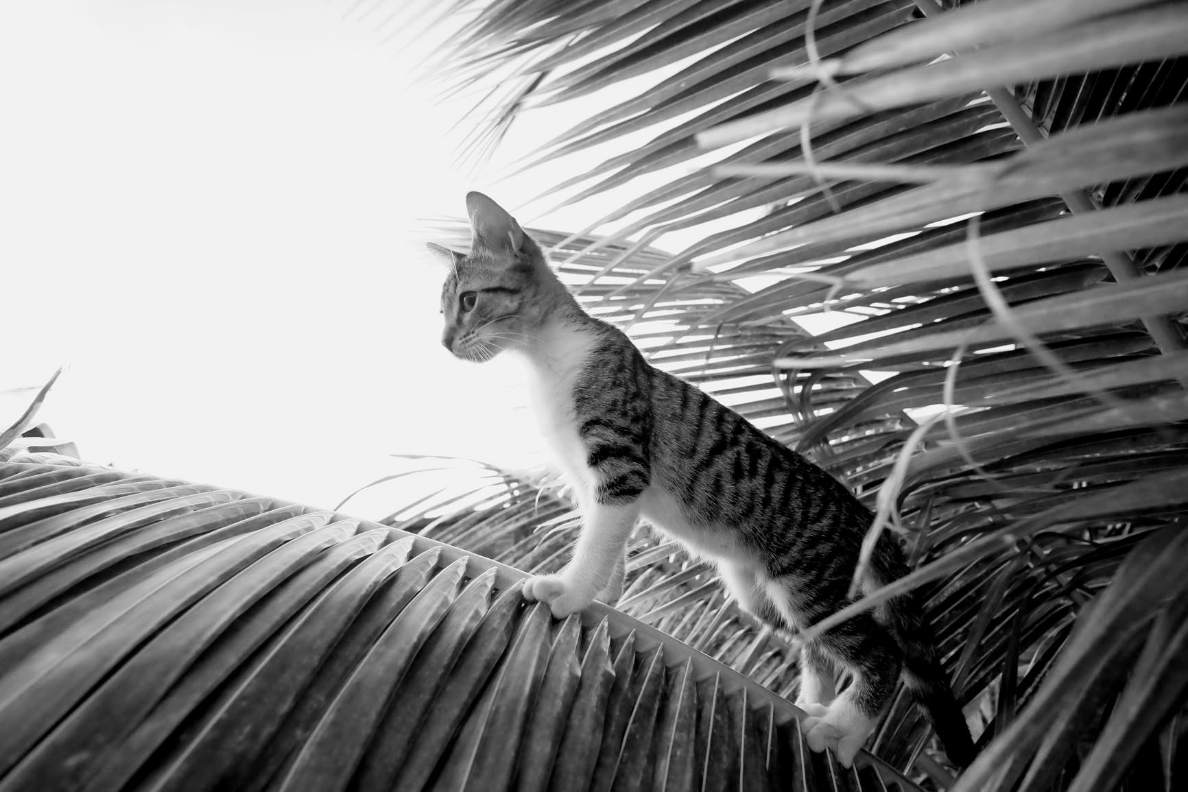 Rokinon 12mm f/2.0 NCS CS Wide Angle Lens for Sony E – Fast Aperture, Nano Coated Optics, Manual Focus, APS-C Mirrorless, Ideal for Landscape, Architecture, Low-Light Shots (Black) - Customer Photo 2