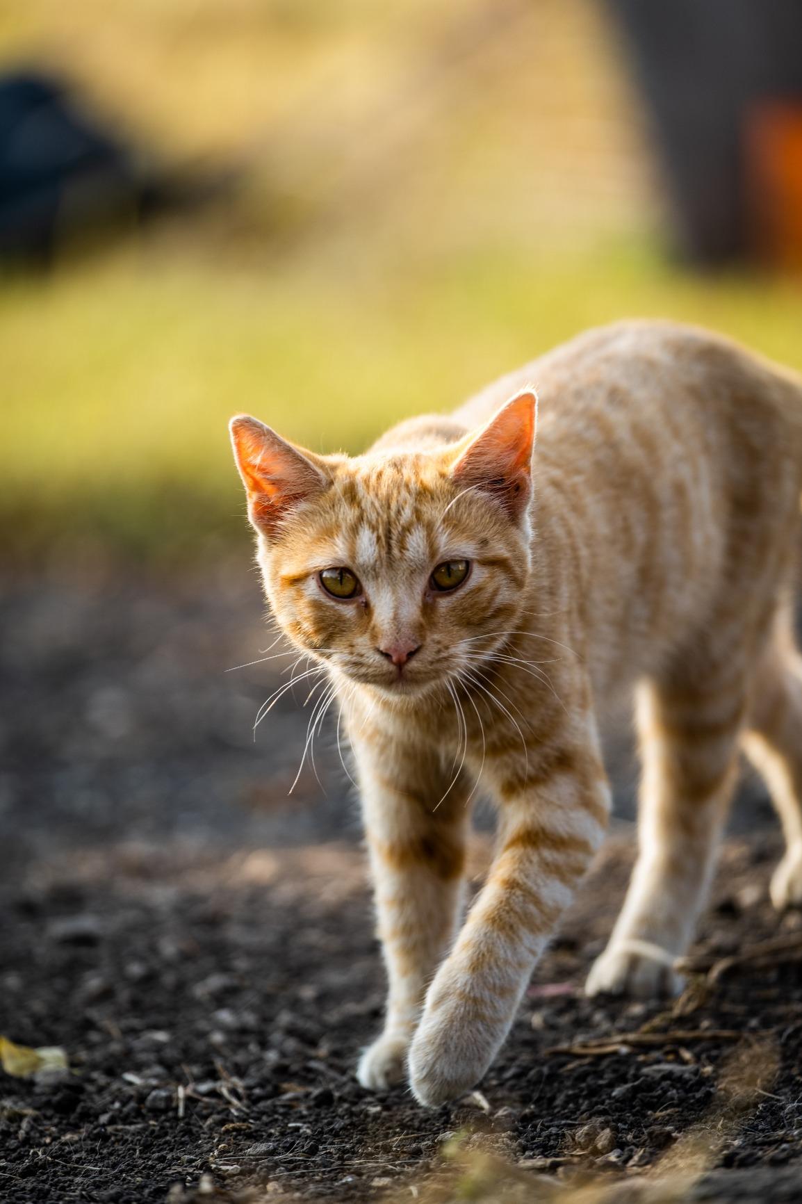 Fujinon XF50-140mmF2.8 R LM OIS WR - Customer Photo 1