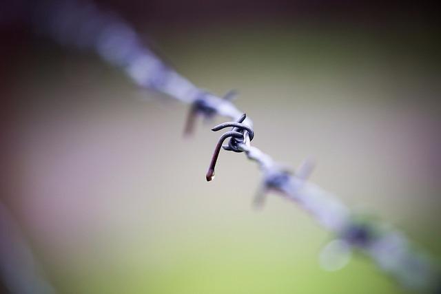 Canon EF 100-400mm f/4.5-5.6L is II USM Lens, Lens Only - Customer Photo 1