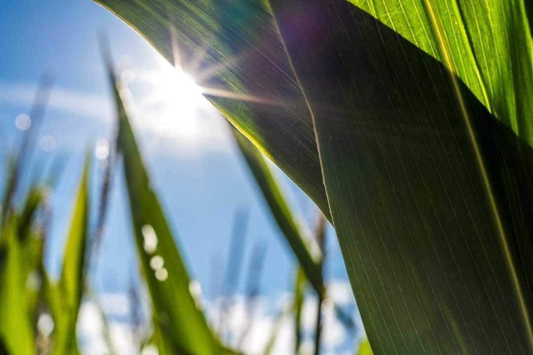 ZEISS Loxia 35mm f/2 Full Frame Manual Focus for Sony E Mount, Black - Customer Photo 2