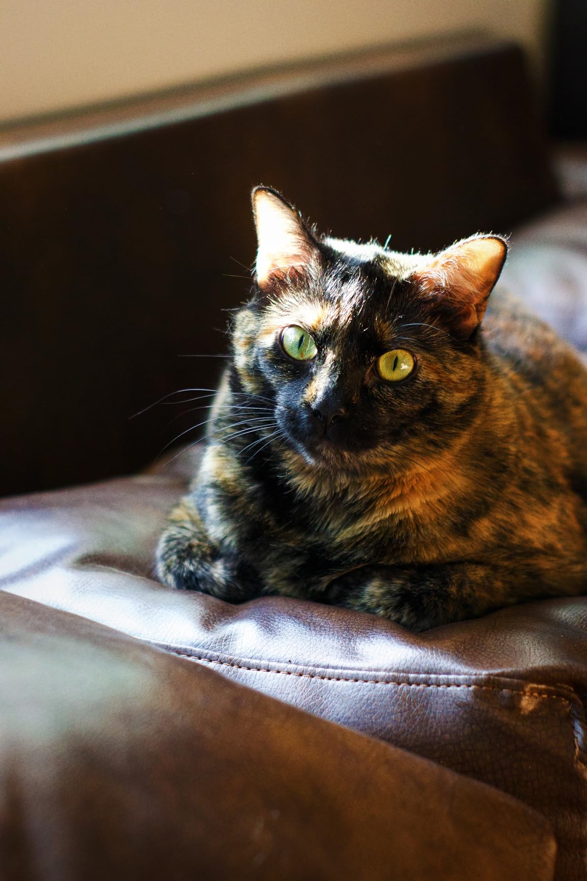 YONGNUO YN50mm F1.8 Lens Large Aperture Auto Focus Lens Compatible with Canon EF Mount EOS Camera - Customer Photo 1