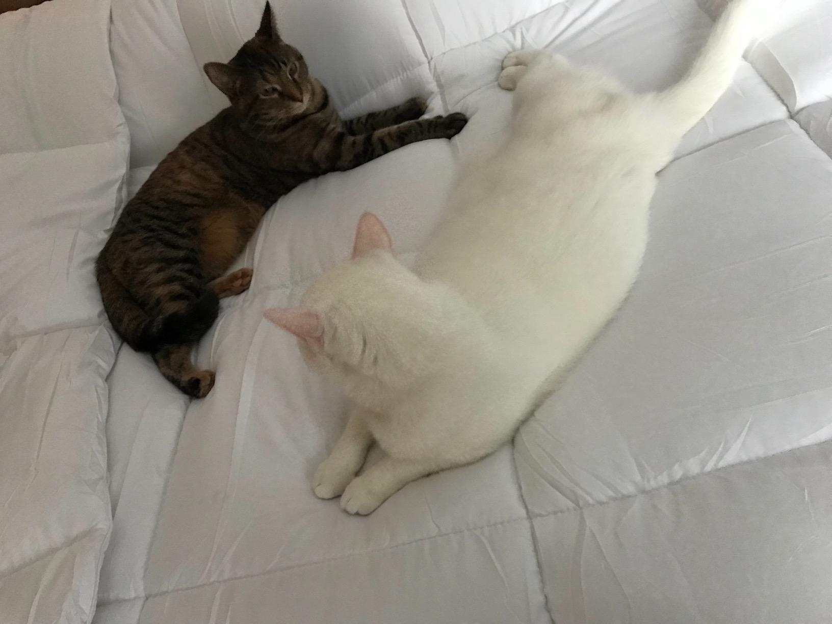 Utopia Bedding Comforter Duvet Insert, Quilted Comforter with Corner Tabs, Box Stitched Down Alternative Comforters Queen Size (White) - Customer Photo 2