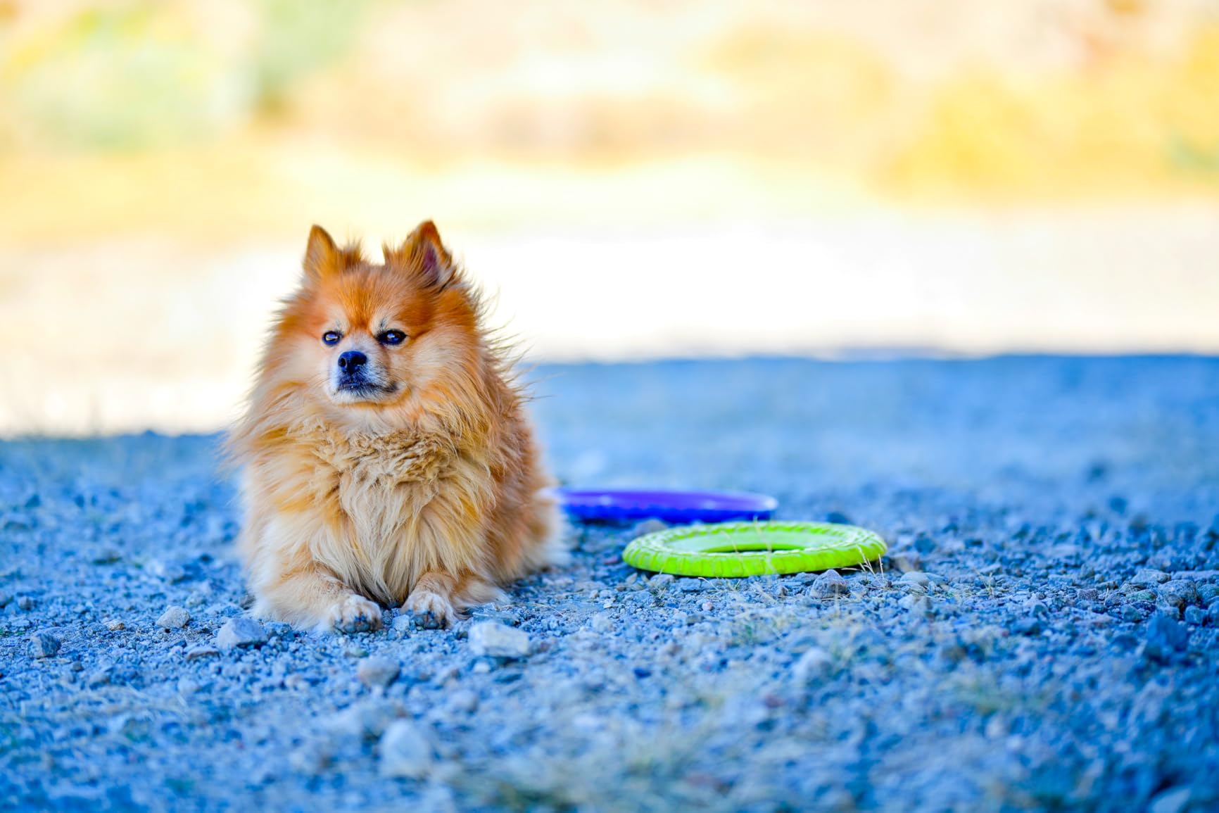 Rokinon 135mm f/2.0 ED UMC Telephoto Lens for Canon EF - Customer Photo 1