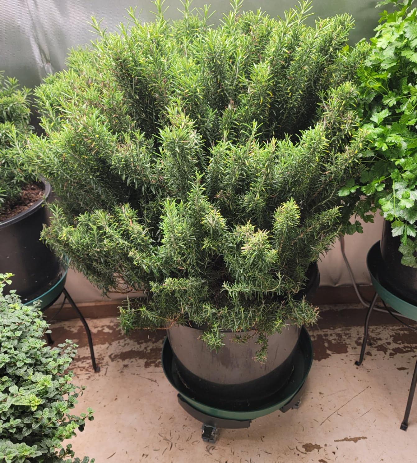 VIVOSUN 5-Pack 5 Gallon Grow Bags Heavy Duty 300G Thickened Nonwoven Plant Fabric Pots with Handles - Customer Photo 2