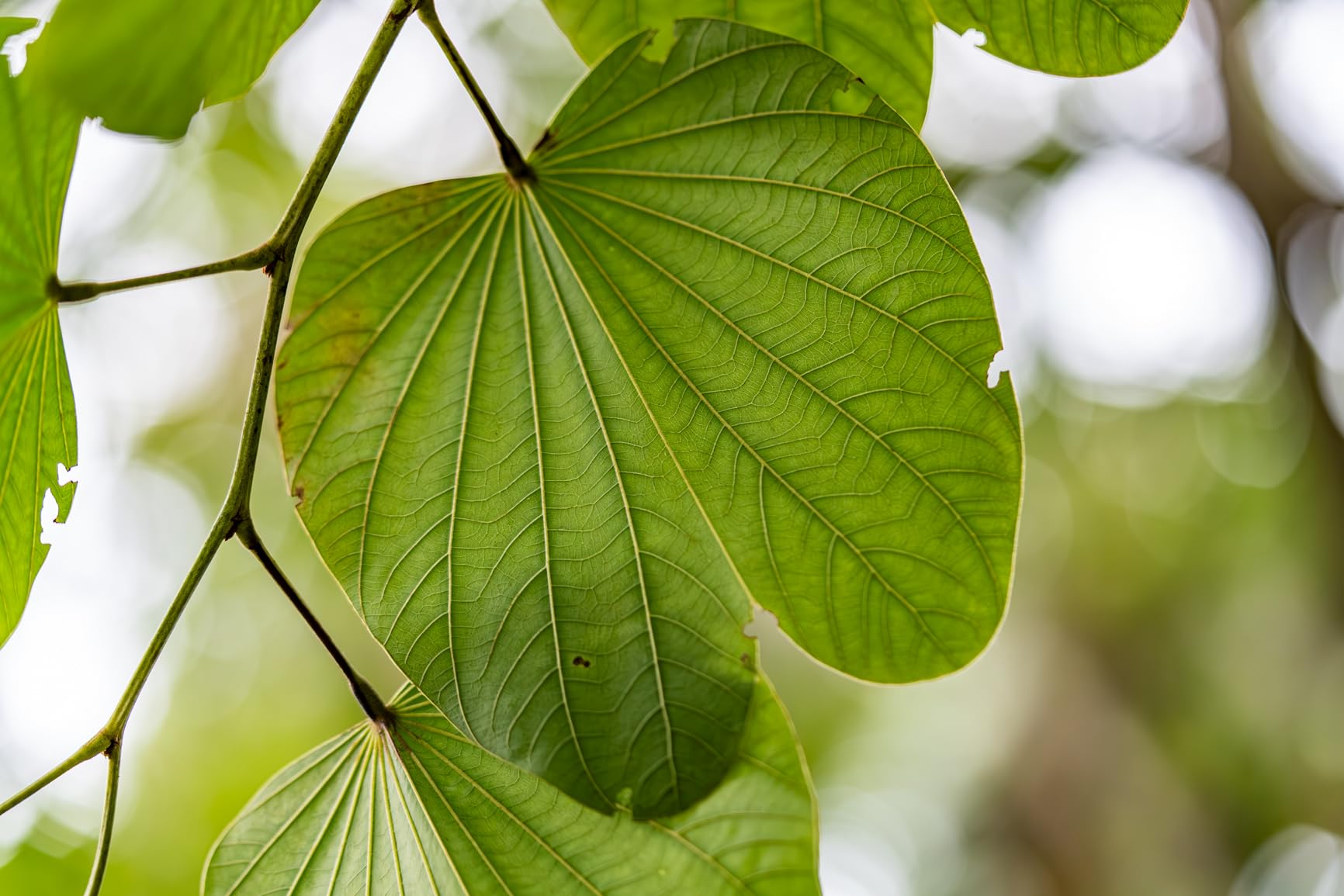 Sony SEL90M28G FE 90mm f/2.8-22 Macro G OSS Standard-Prime Lens for Mirrorless Cameras, Black - Customer Photo 1