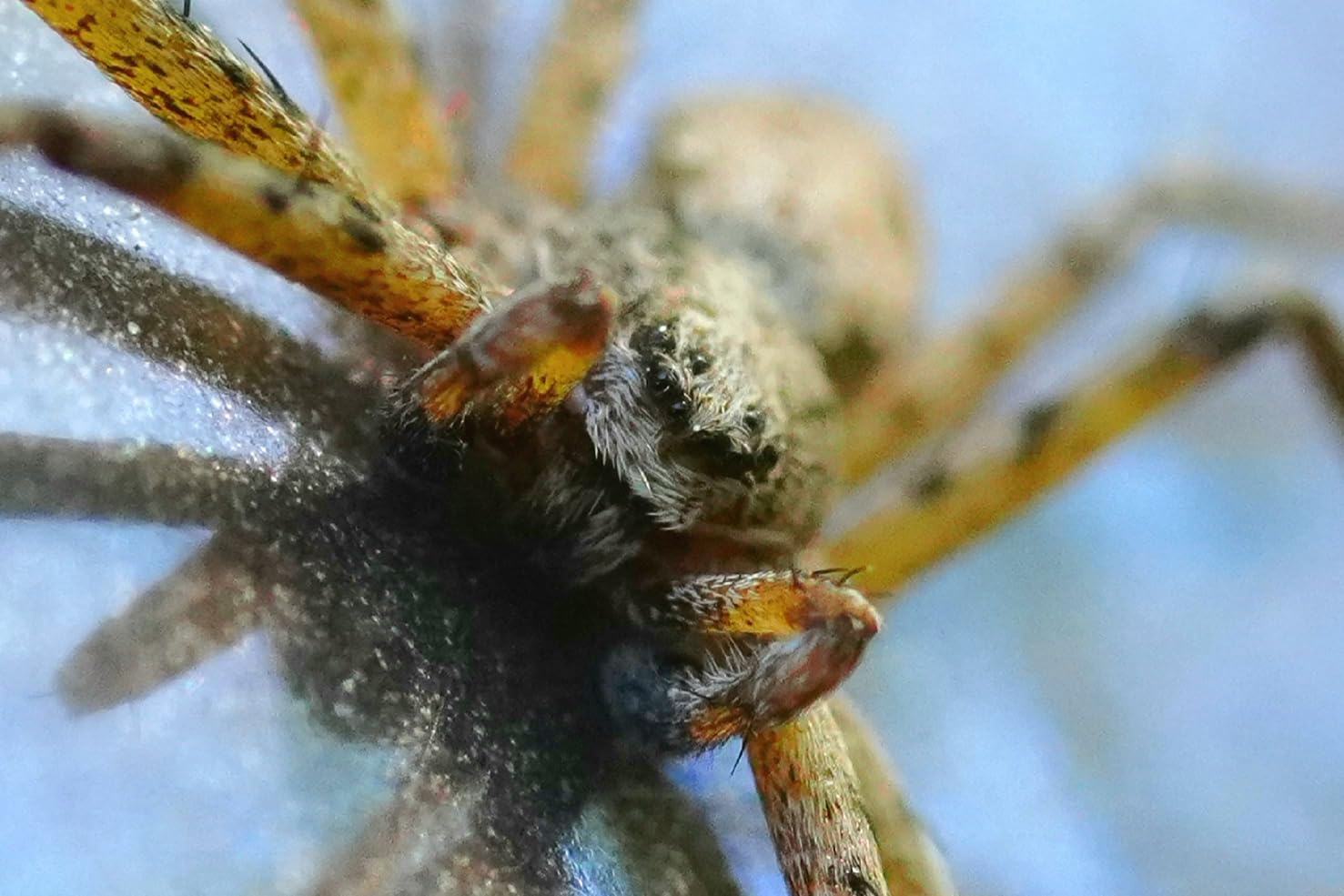 Sony SEL90M28G FE 90mm f/2.8-22 Macro G OSS Standard-Prime Lens for Mirrorless Cameras, Black - Customer Photo 2