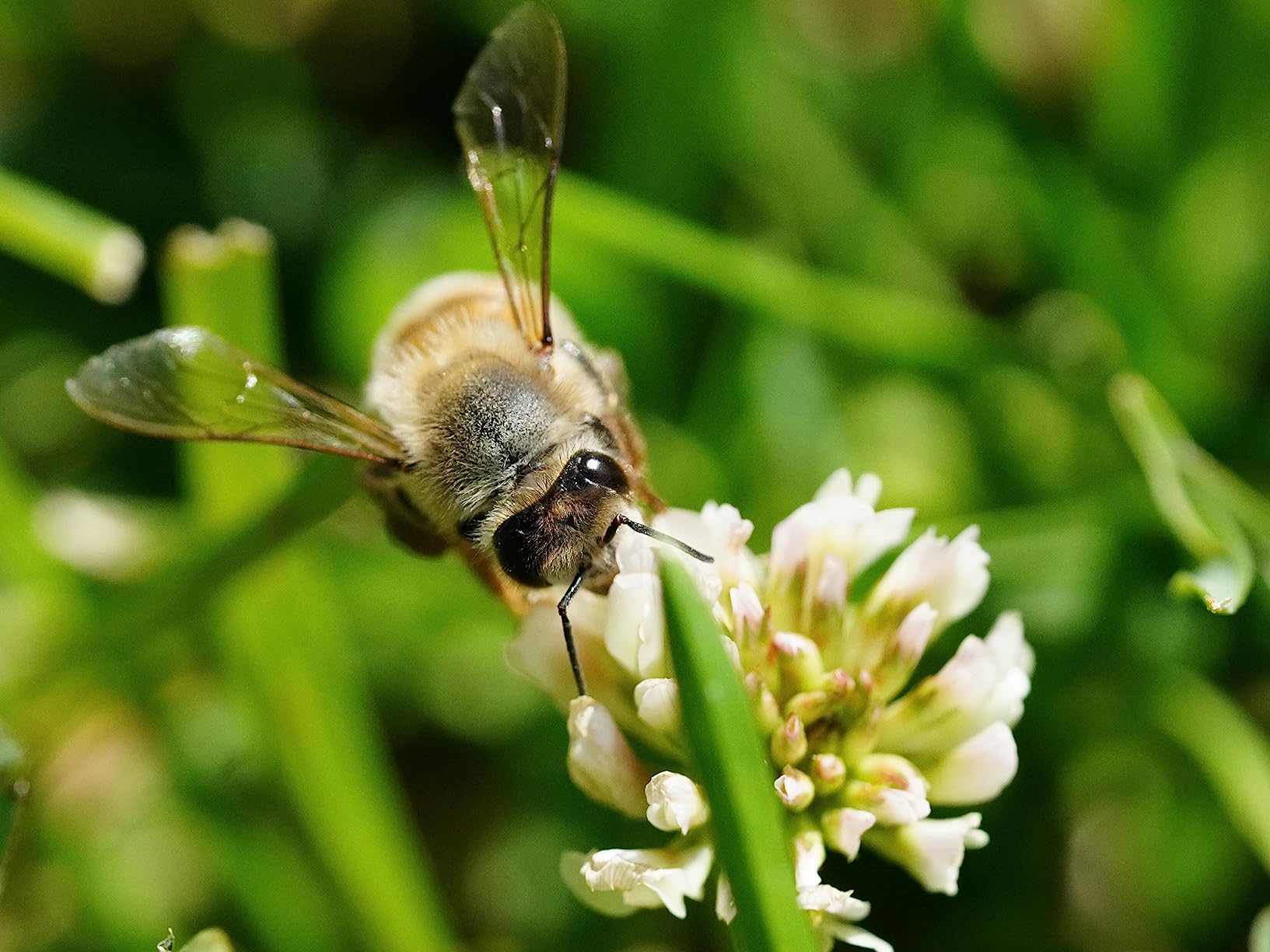 Sony SEL90M28G FE 90mm f/2.8-22 Macro G OSS Standard-Prime Lens for Mirrorless Cameras, Black - Customer Photo 4