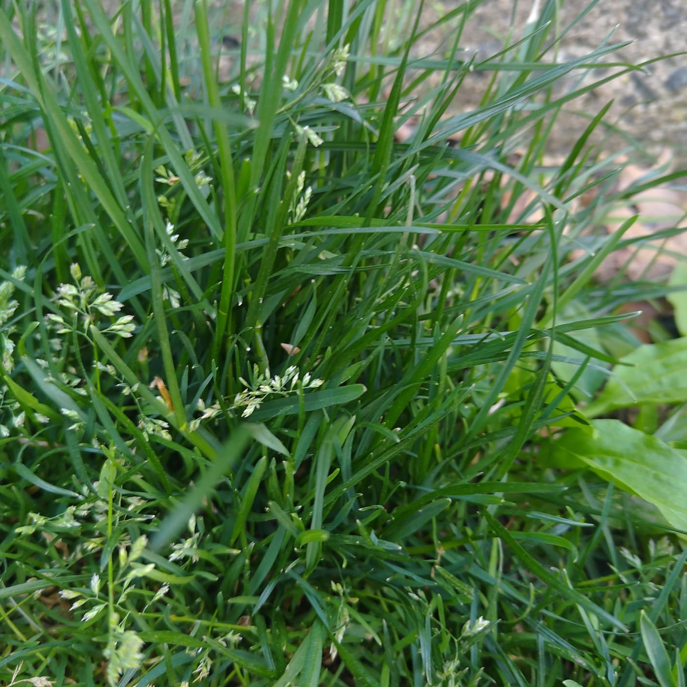 Wondercide - Flea and Tick Spray Concentrate for Yard and Garden with Natural Essential Oils - Kill, Control, Prevent, Fleas, Ticks, Mosquitoes and Insects - Safe Around Pets, Plants, Kids - 16 oz - Customer Photo 1