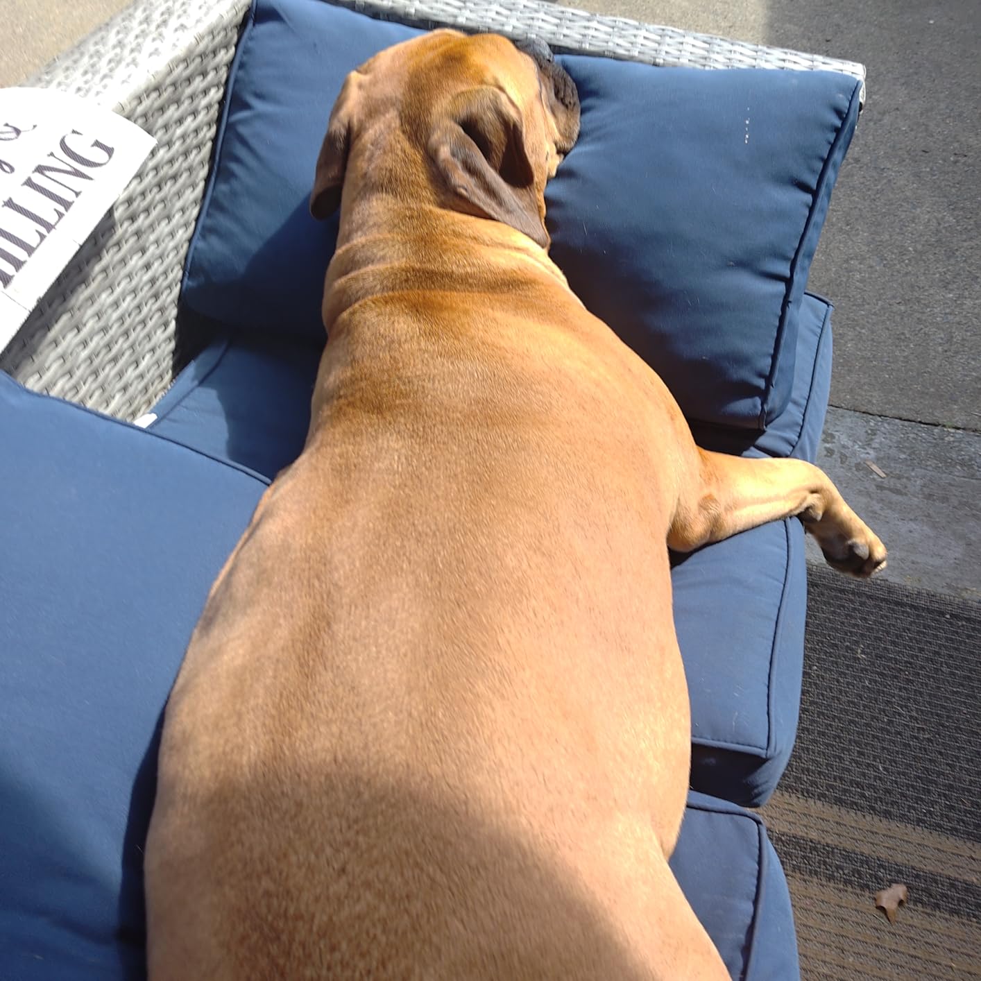 Wondercide - Flea and Tick Spray Concentrate for Yard and Garden with Natural Essential Oils - Kill, Control, Prevent, Fleas, Ticks, Mosquitoes and Insects - Safe Around Pets, Plants, Kids - 16 oz - Customer Photo 2