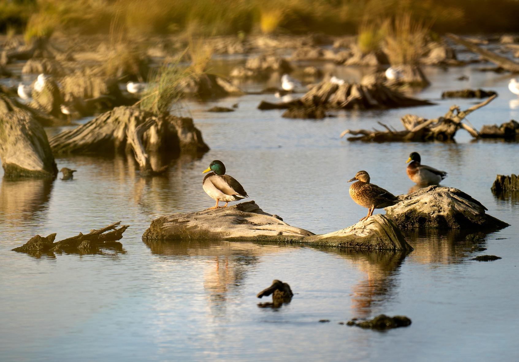 ZEISS Batis 85mm f/1.8 Lens for Sony E Mount Mirrorless Cameras, Black - Customer Photo 1